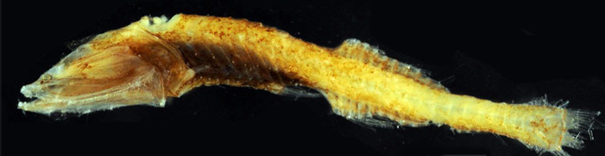 Cyclothone pygmaea_03.jpg